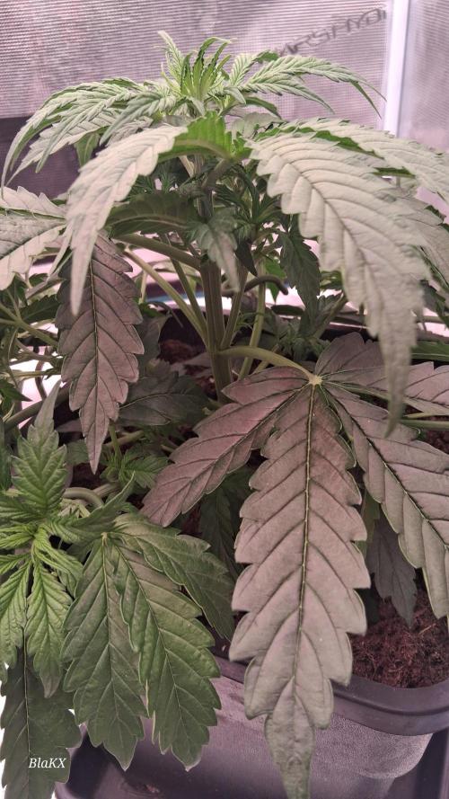 Auto BlaKX Opium. Week 3