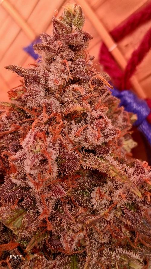 Die Rote Pille. Week 10