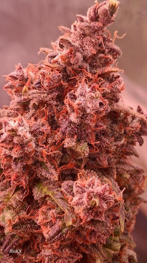 Die Rote Pille. Week 10