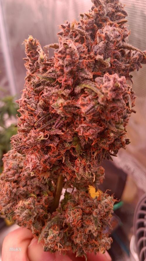 Die Rote Pille. Week 10