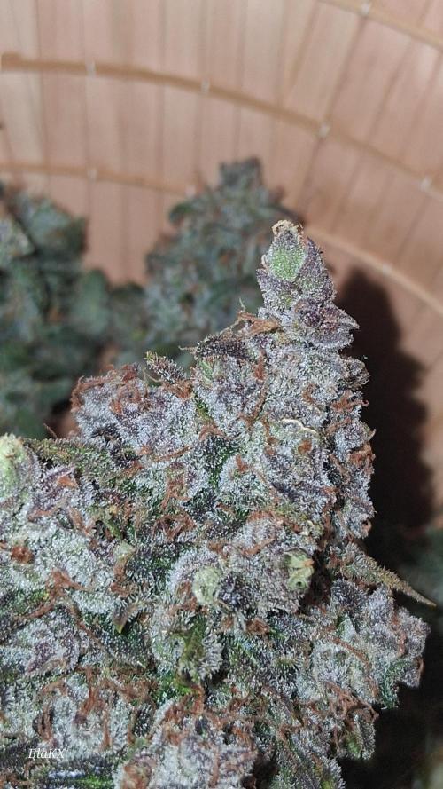 Die Rote Pille. Week 10