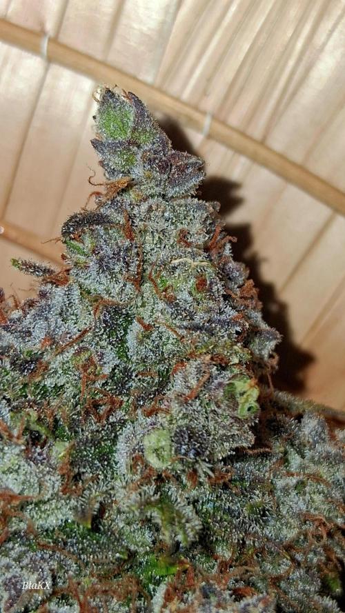 Die Rote Pille. Week 10