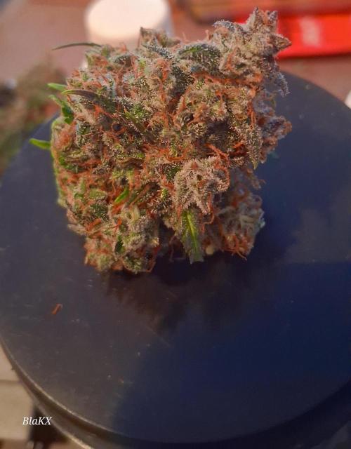 Die Rote Pille. Week 10