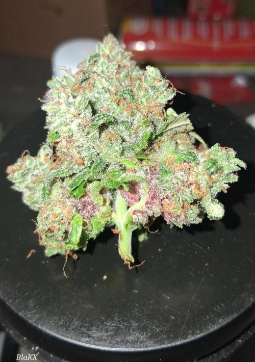 Die Rote Pille. Week 10