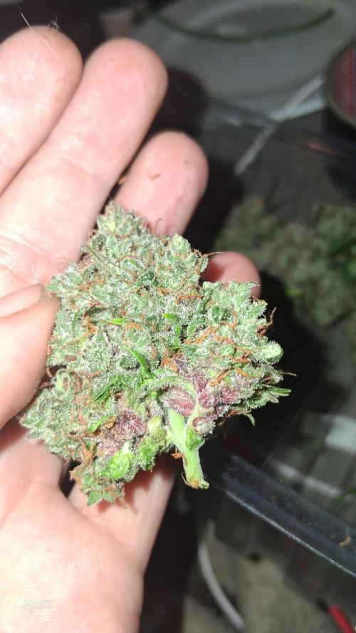 Die Rote Pille. Week 10