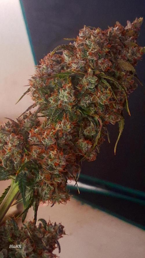 Die Rote Pille. Week 10