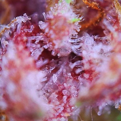 Die Rote Pille. Week 10