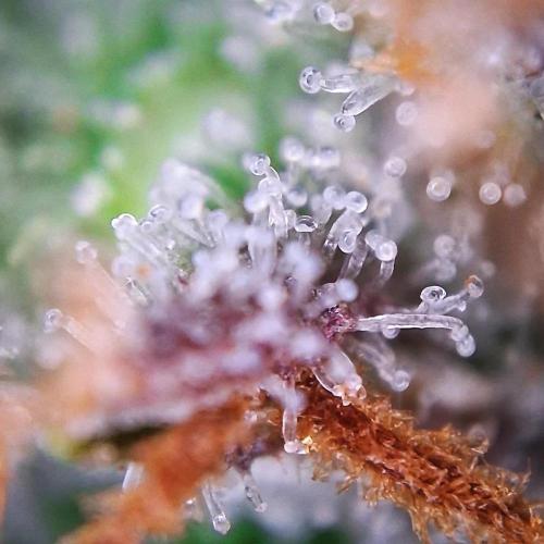 Die Rote Pille. Week 10