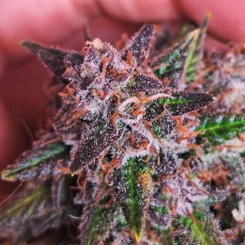 Die Rote Pille. Week 10