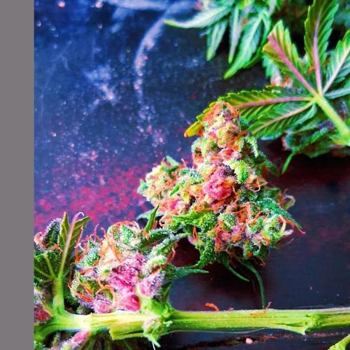 Die Rote Pille. Week 10