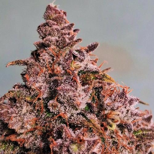 Die Rote Pille. Week 10