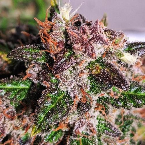 Die Rote Pille. Week 10