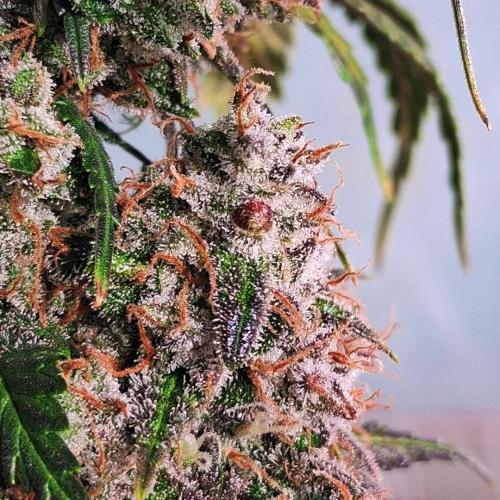 Die Rote Pille. Week 10