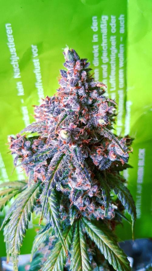 Die Rote Pille. Week 10