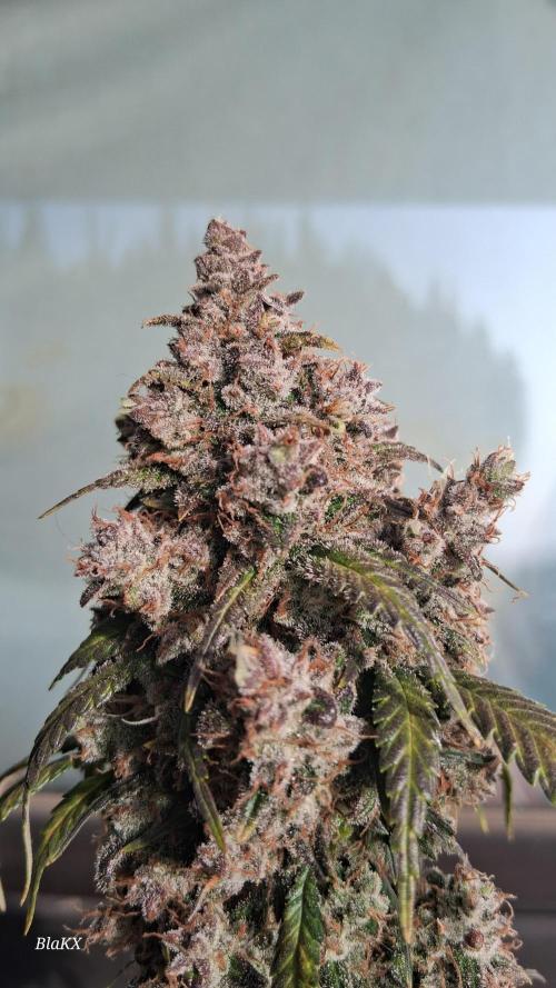 Die Rote Pille. Week 10