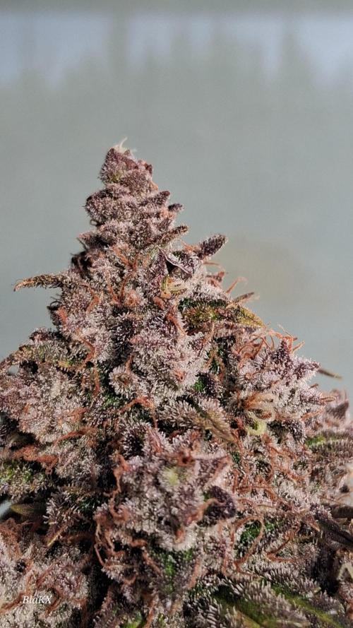 Die Rote Pille. Week 10