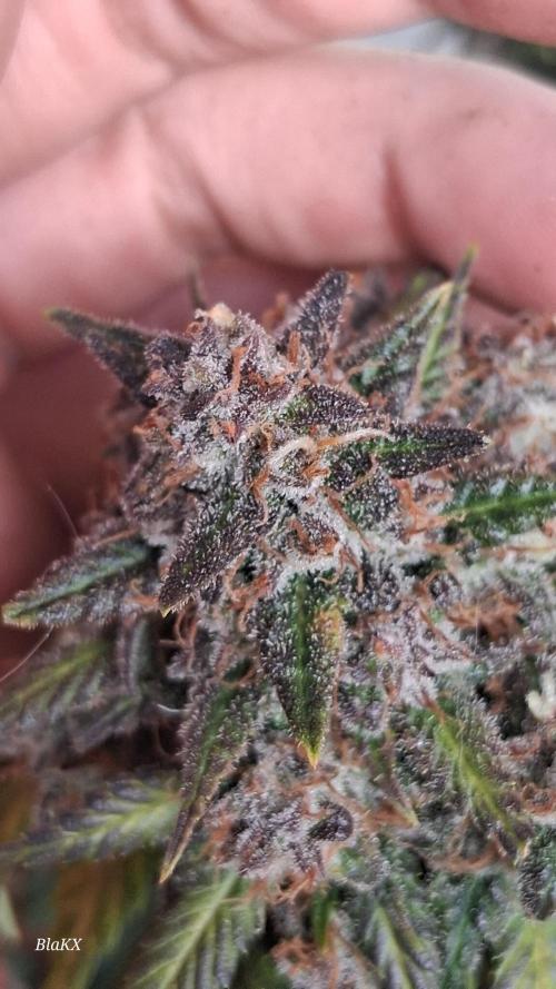 Die Rote Pille. Week 10