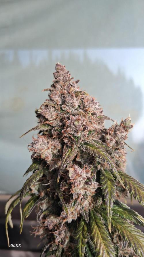 Die Rote Pille. Week 10