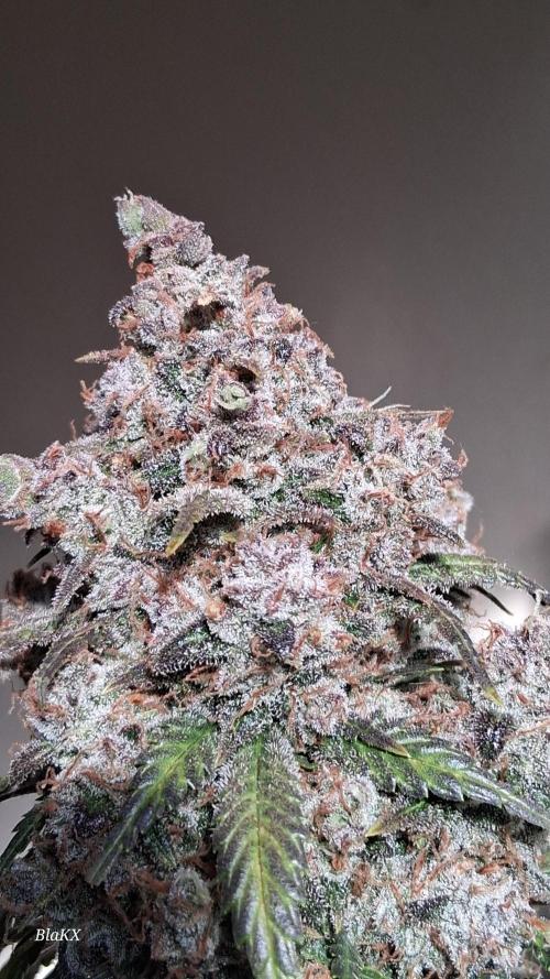 Die Rote Pille. Week 10