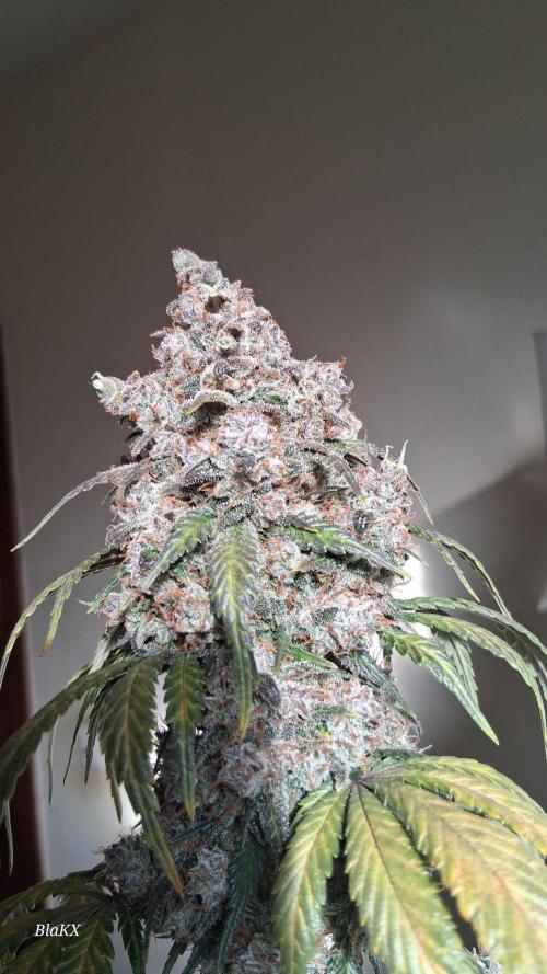 Die Rote Pille. Week 10