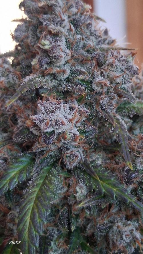 Die Rote Pille. Week 10