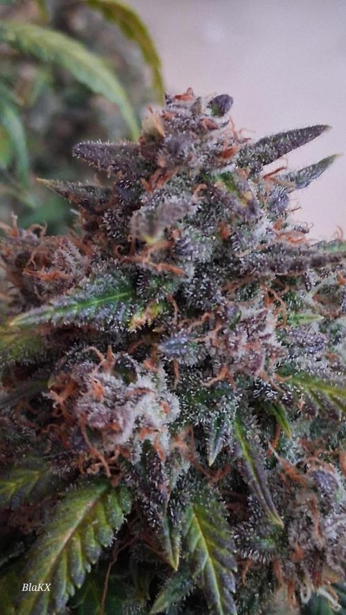 Die Rote Pille. Week 10