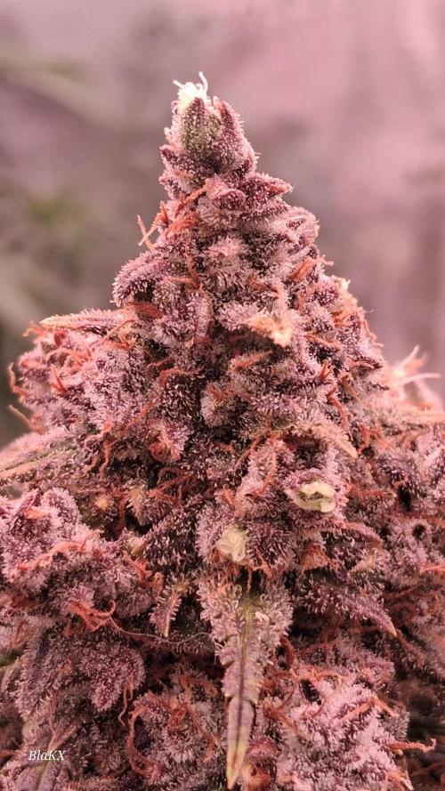 Die Rote Pille. Week 10