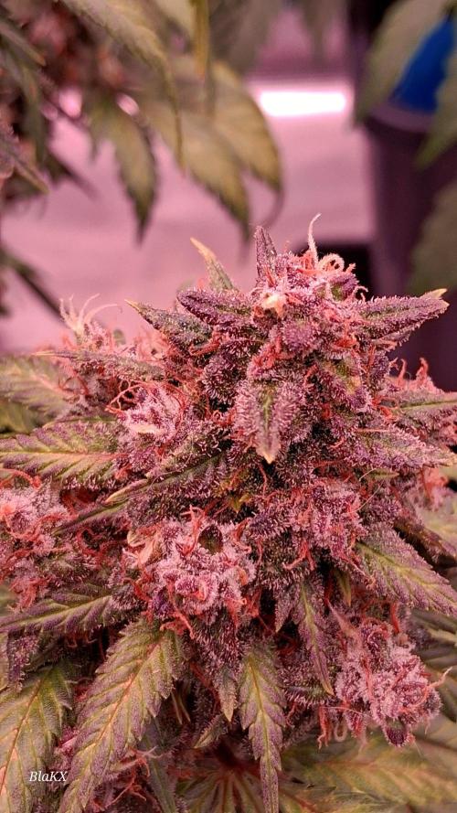 Die Rote Pille. Week 10