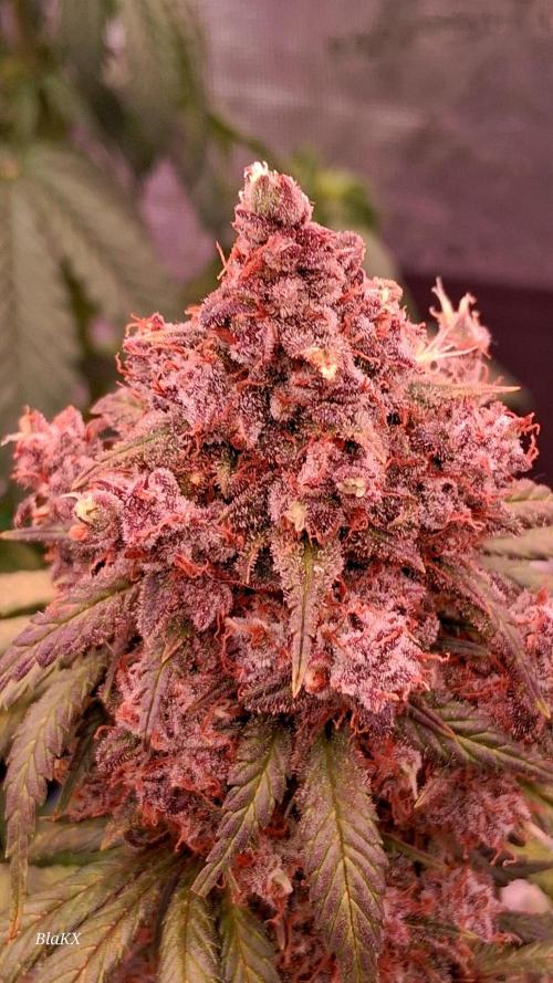 Die Rote Pille. Week 10