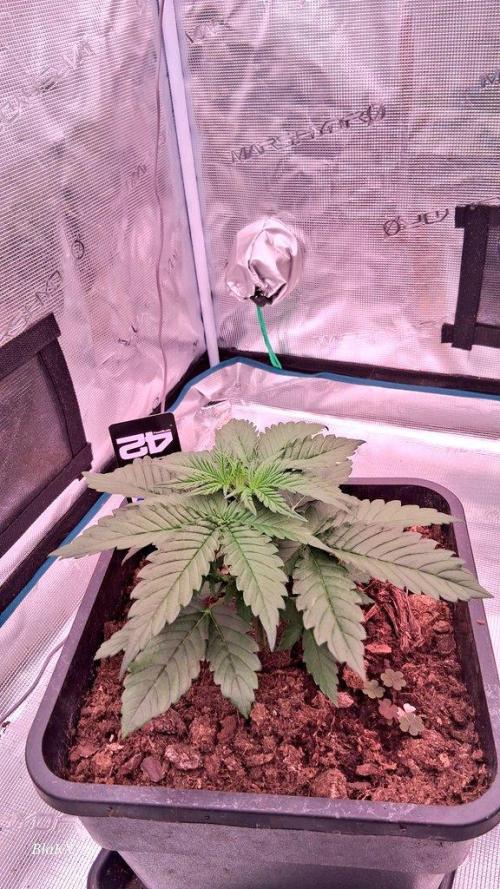 Banana Purpel Punsh Organisch mit EPN. Week 2