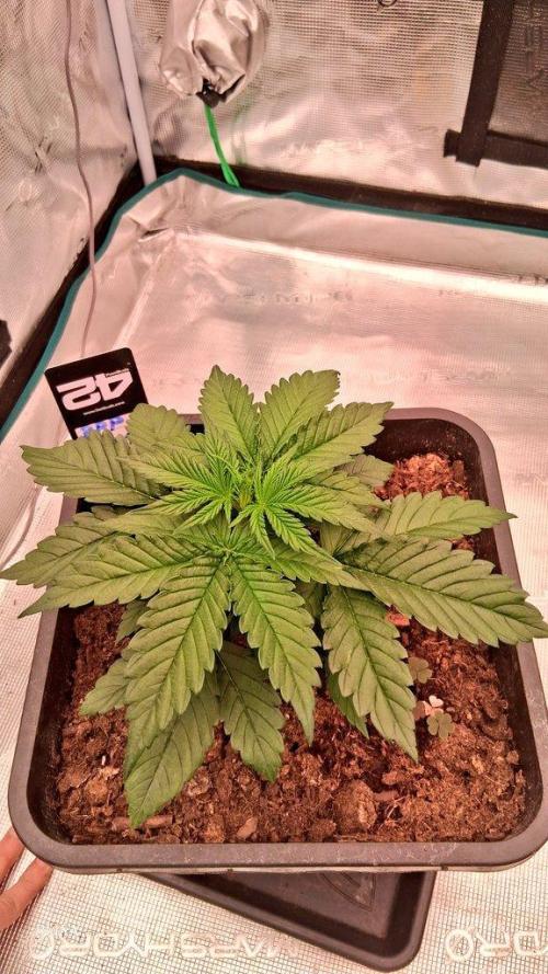 Banana Purpel Punsh Organisch mit EPN. Week 2