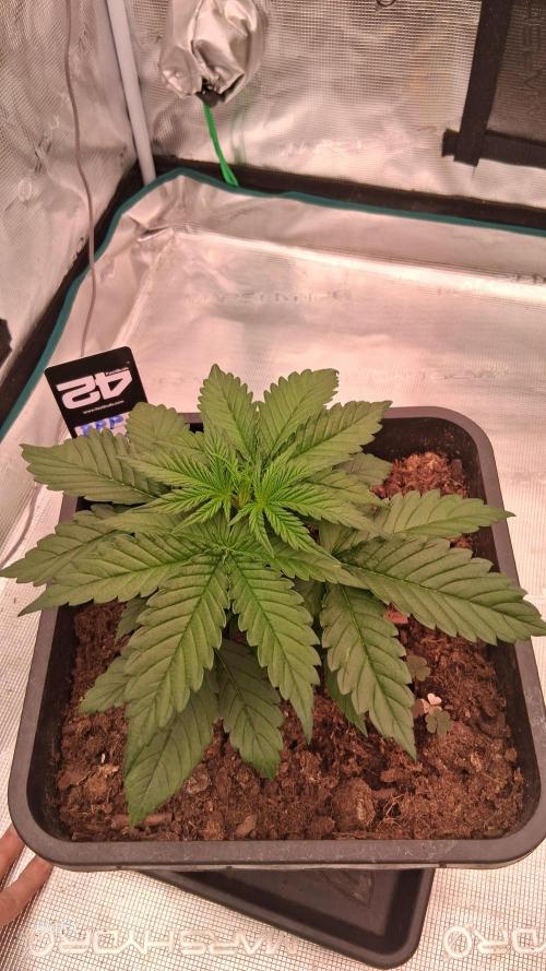 Banana Purpel Punsh Organisch mit EPN. Week 2