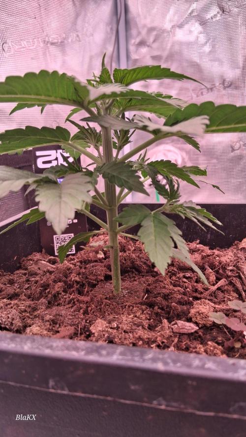 Banana Purpel Punsh Organisch mit EPN. Week 2