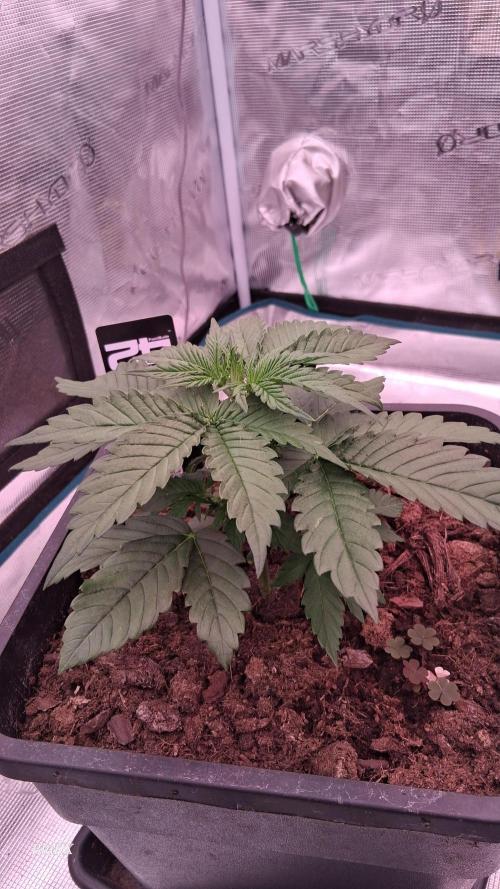 Banana Purpel Punsh Organisch mit EPN. Week 2