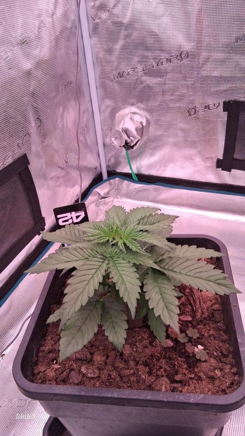 Banana Purpel Punsh Organisch mit EPN. Week 2