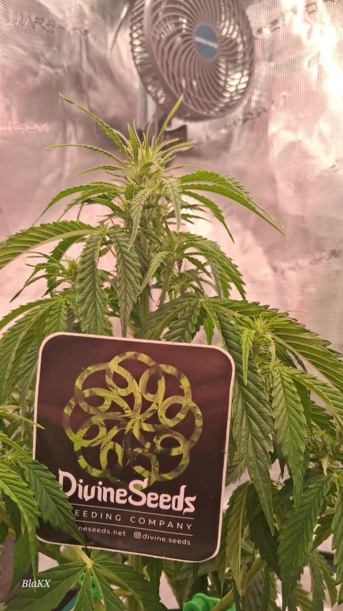 Auto BlaKX Opium. Week 4