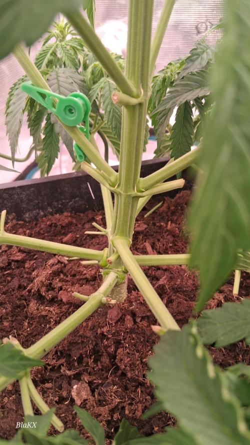 Auto BlaKX Opium. Week 4