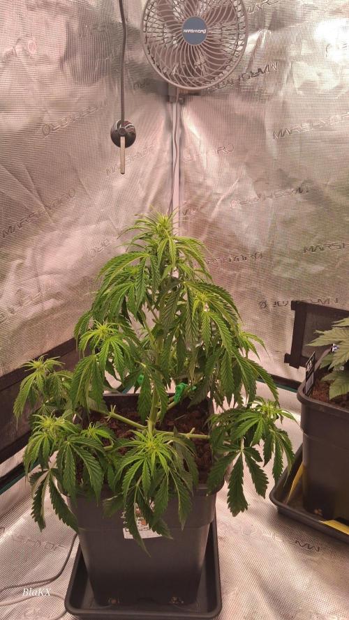 Auto BlaKX Opium. Week 4