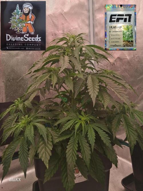 Auto BlaKX Opium. Week 4