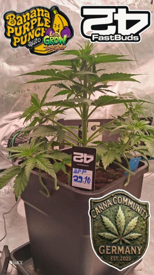 Banana Purpel Punsh Organisch mit EPN. Week 3