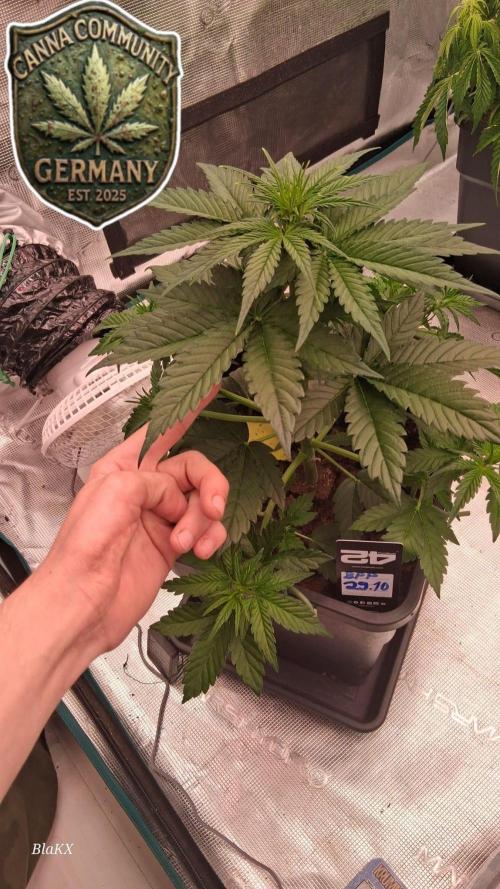 Banana Purpel Punsh Organisch mit EPN. Week 3