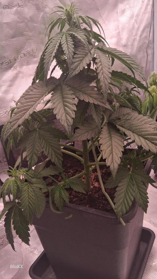 Banana Purpel Punsh Organisch mit EPN. Week 3