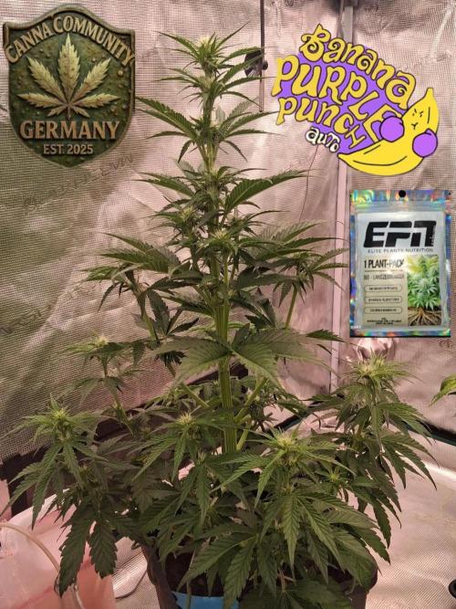 Banana Purpel Punsh Organisch mit EPN. Week 4