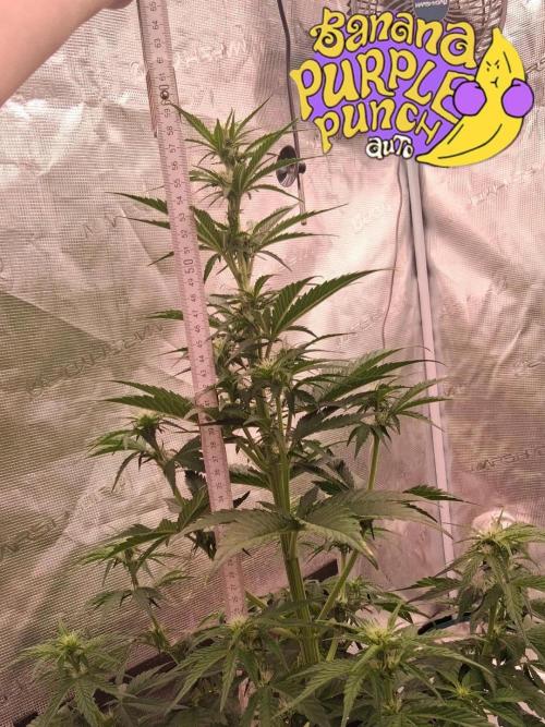 Banana Purpel Punsh Organisch mit EPN. Week 4