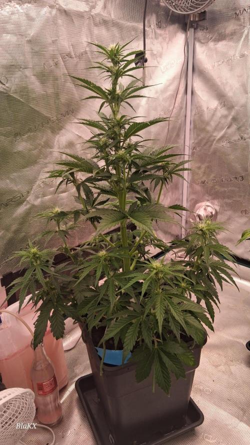 Banana Purpel Punsh Organisch mit EPN. Week 4