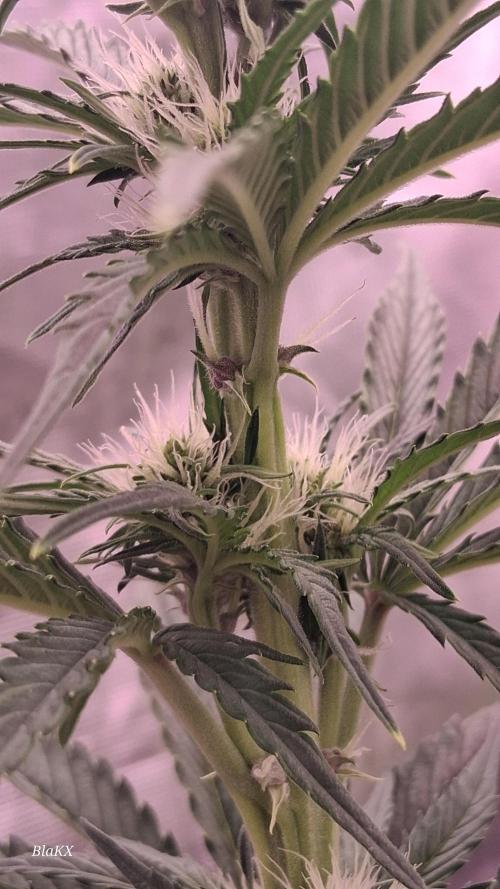 Banana Purpel Punsh Organisch mit EPN. Week 4