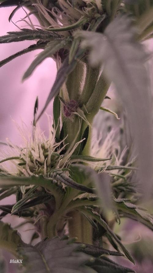 Banana Purpel Punsh Organisch mit EPN. Week 4