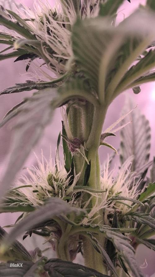 Banana Purpel Punsh Organisch mit EPN. Week 4