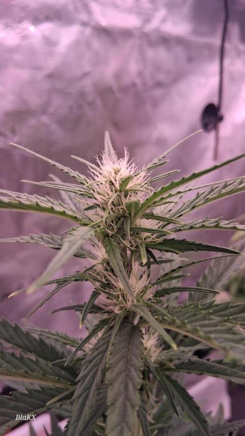 Banana Purpel Punsh Organisch mit EPN. Week 4