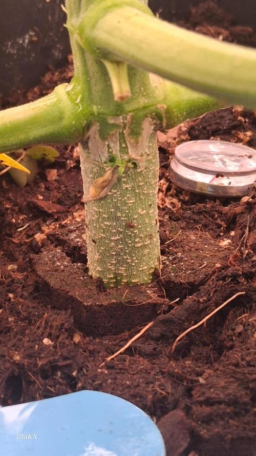 Banana Purpel Punsh Organisch mit EPN. Week 4